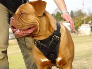 Braided Dog Leash