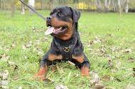 Pettorina da lavoro in vero cuoio per Rottweiler