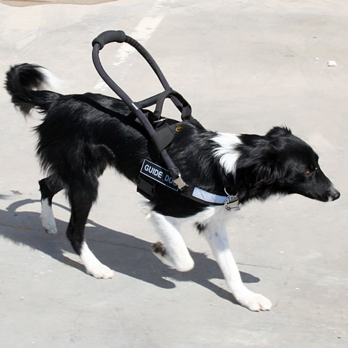 Colley Guide Dog Harness