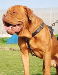 Dogue de Bordeaux Luxe Handgemaakte Lederen Grote Tuig