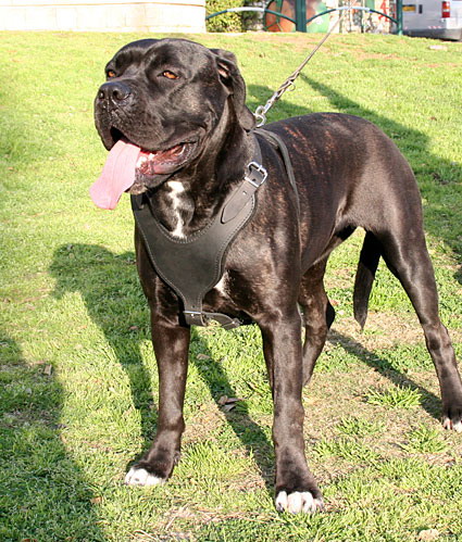 Cane Corso in het Tuig