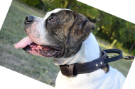 Leather Collar with
Handle Dog Collar with Handle