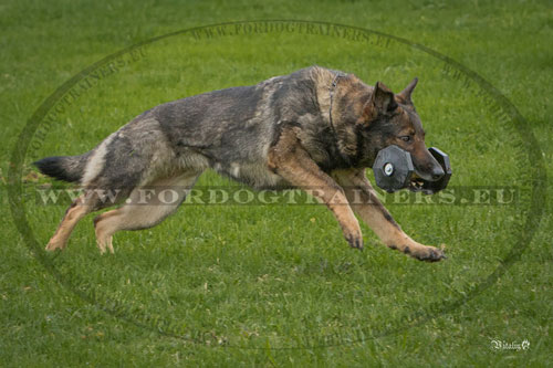 Haltre pour obissance chien