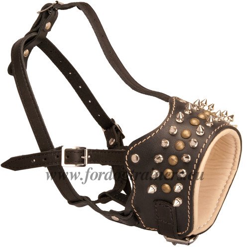 Leather Headcollar