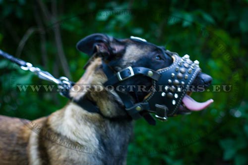 Leather Headcollar with Spikes