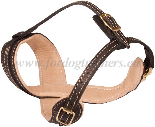 Holt Head
Collar