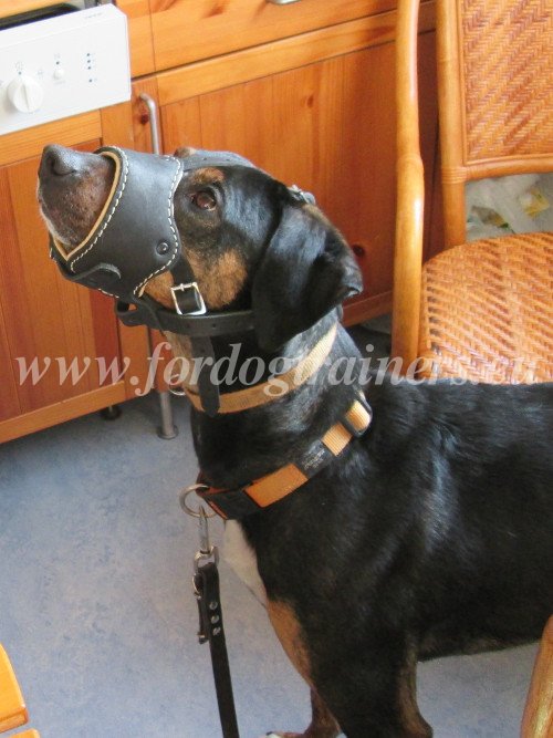Hunting Dog Leather Muzzle with Padding
