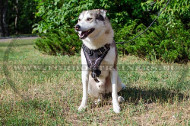 West Siberian Laika Painted Leather Harness Super Style