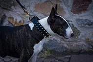 Spikes Lederhalsband fuer Bullterrier [S32##1057 Collare in cuoio con borchie a punta di ottone per Bull terrier]