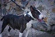 Bullterrier Halsband aus Leder mit originellen Platten