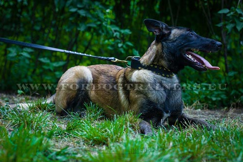 Belgischer Malinois Zubehr