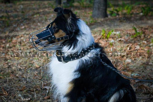 Spiked Leather Collar for Scottish Shepherd