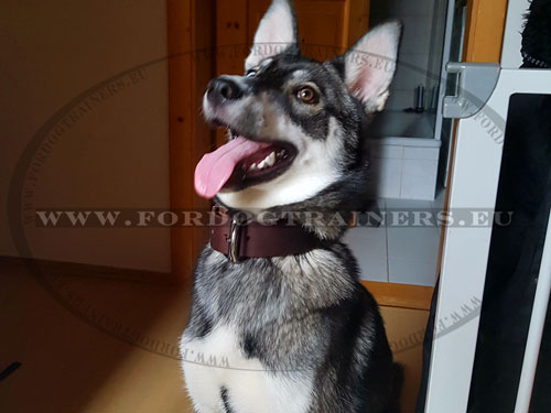 Police Dog Durable Brown Dog Collar