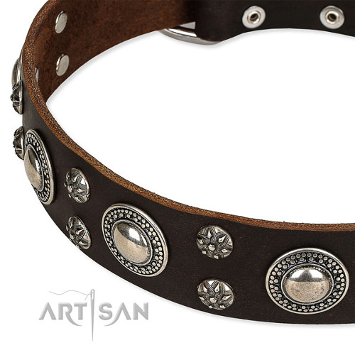 Dog Studded Collar