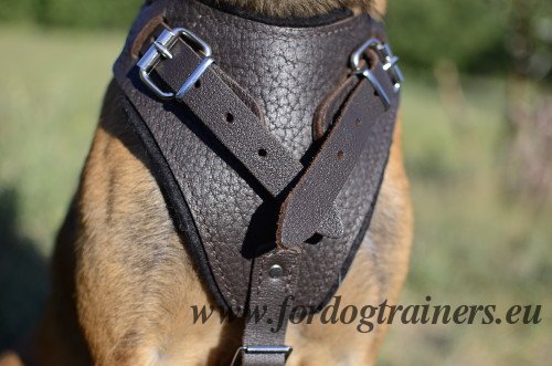 Padded Harness for Belgian Shepherd