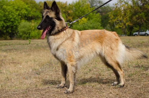 Belgian Shepherd Collar with Painting