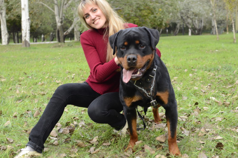 Bon Rottweiler
Obéissant