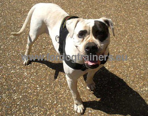 Multifunctional nylon harness for Pitbull better control