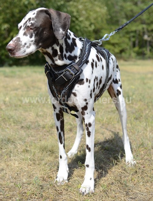 Matériel pour Dalmatien