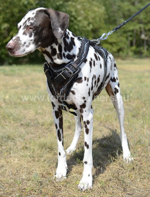 Matriel pour Dalmatien