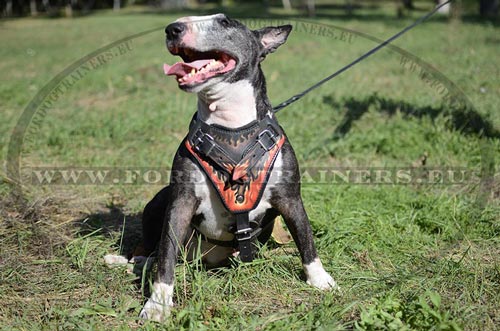 Harnais confort en cuir pour Bull Terrier