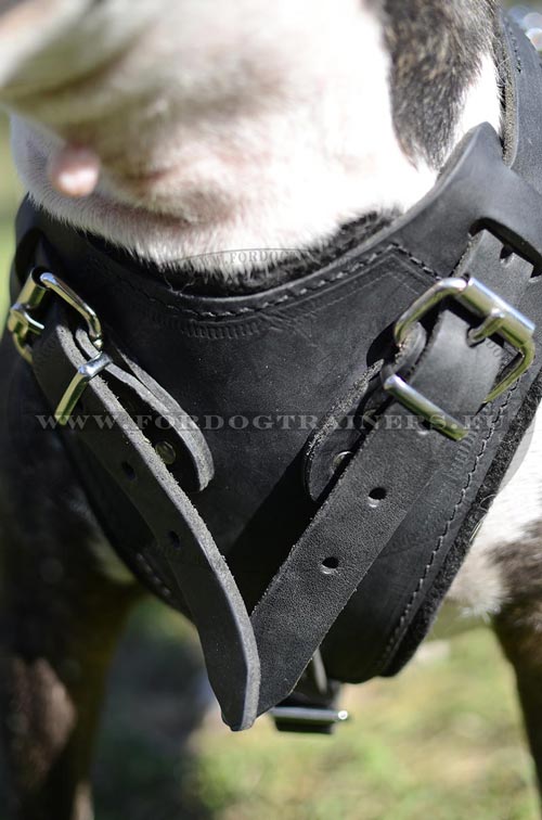 Harnais en cuir robuste pour Bull Terrier