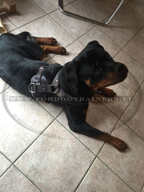 Harnais d'entrainement canin pour Rottweiler