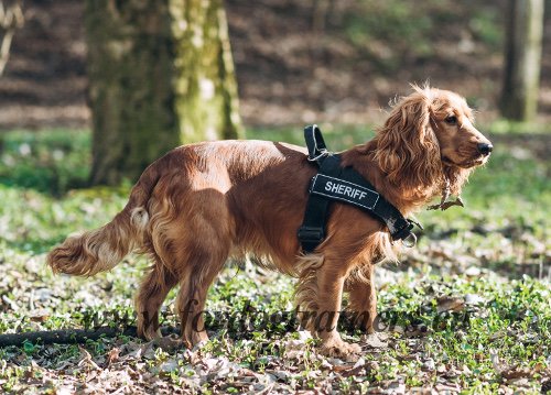 Spaniel con pettorina in nylon