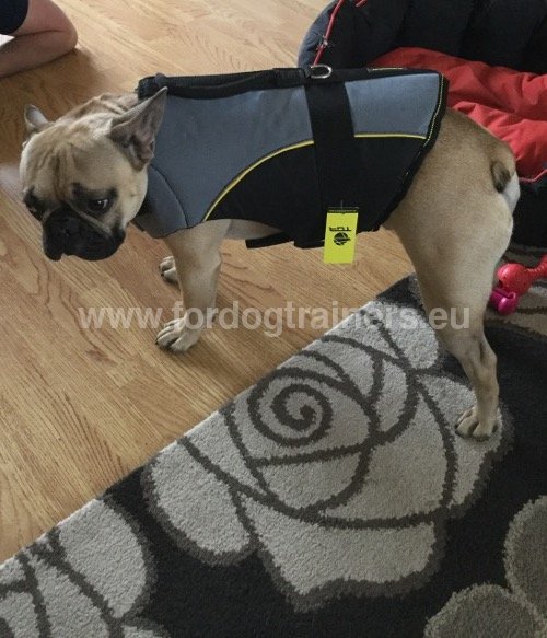 Harnais confort pour Bouledogue français