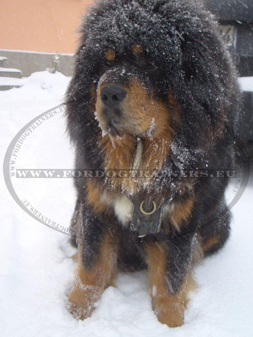 Harnais rembourrÃ© de chien gÃ©ant