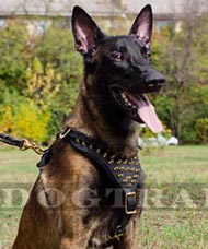 Belgian Malinois Luxurious Spiked Harness ☀