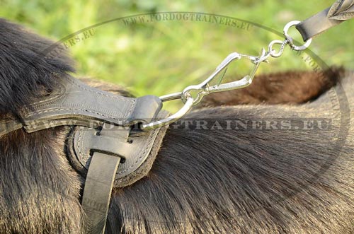 Practical gorgeous leather dog harness