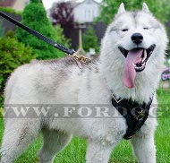 Padded Pet Harness for Husky