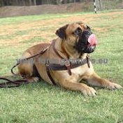 Harnais cuir
parfaitement adapt pour Bullmastiff