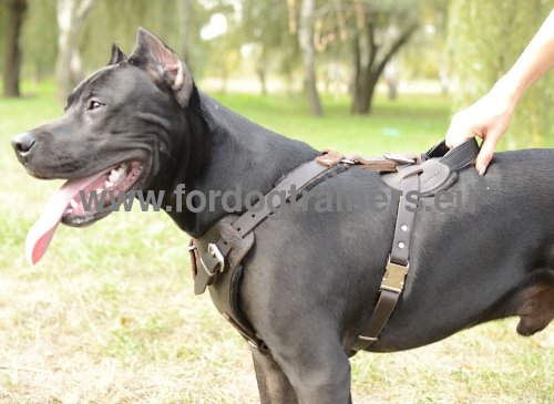Harness for pulling and attack work for Pitbull