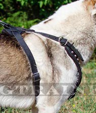 Pettorina con borchie nichelate a piramidi per Husky