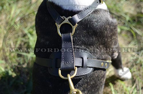 Harnais en cuir noir pour Bull Terrier Simple &
Fonctionnel