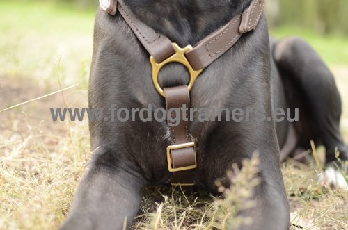 Handcrafted leather harness for Pitbull
tracking top-notch