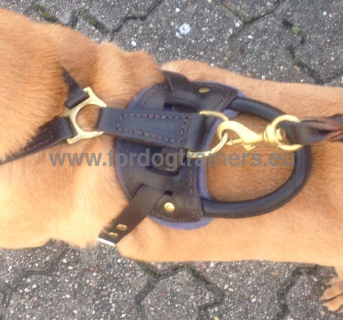 Hundegeschirr Leder fuer Mantrailing fuer Shar-pei