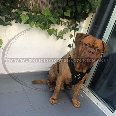 Harnais pour chien dogue de bordeaux