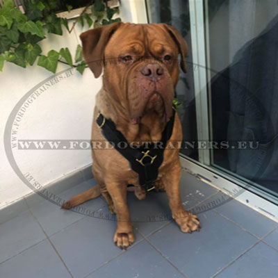 Harnais pour chien grand Dogue