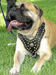Bullmastiff Royal Dog Studded Leather Harness ▼