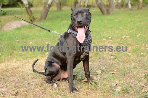 Leather harness decorated with spikes for Pitbull