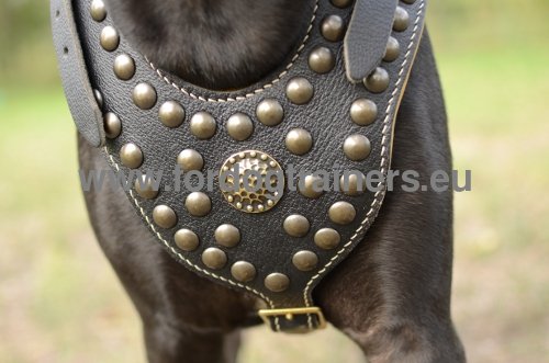 First-rate beautiful dog harness for
Pitbull 
