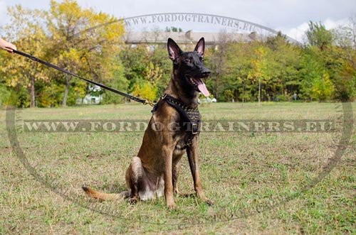 Harnais orn des piques dores pour Malinois