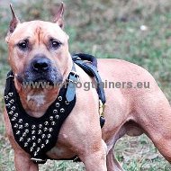 Decorated
Leather Harness for Amstaff