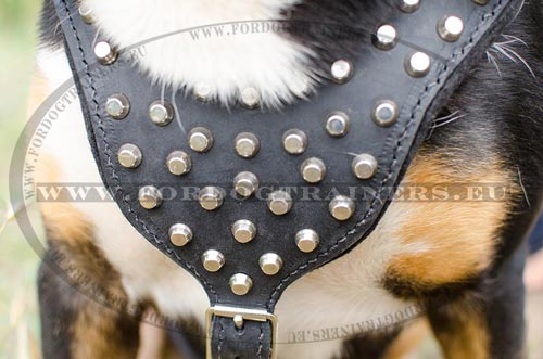 Leather Harness for Mountain Dog