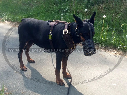 Doberman harnais rembourr de dressage