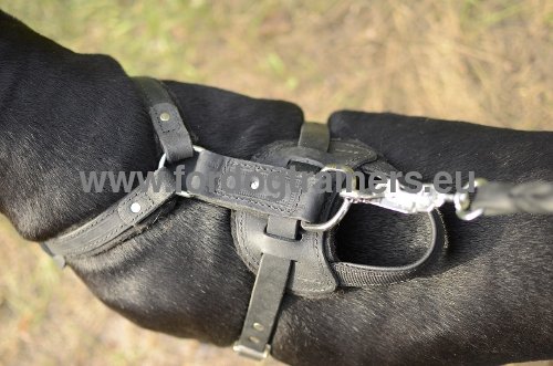 Leather harness for pitbull egronomical construction