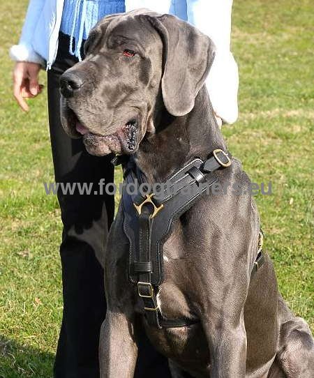 Multifunctional Solid Harness for Great Dane
